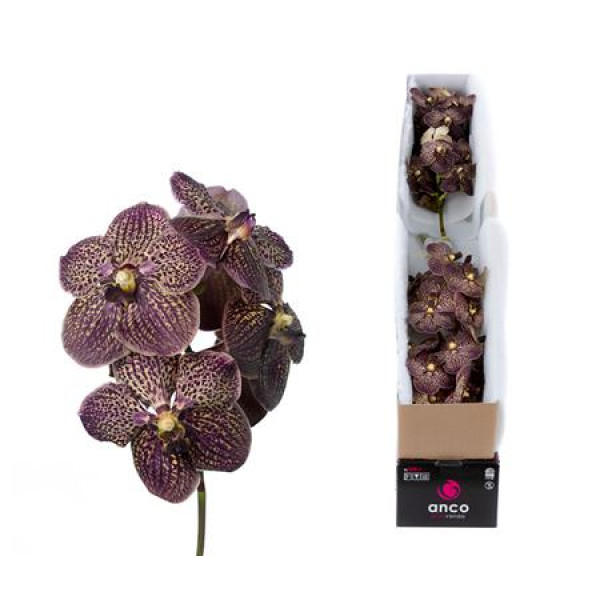 Orchid Vanda Chocolate Brown X4 30 cm A1