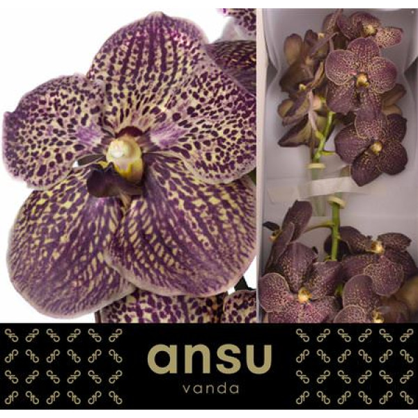 Orchid Vanda Sunanda Chocolate brown 30 cm A1