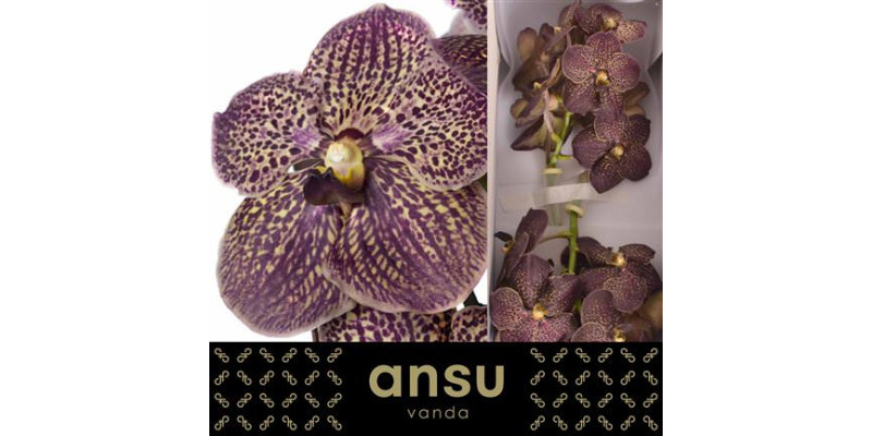 Orchid Vanda Sunanda Chocolate brown 30 cm A1