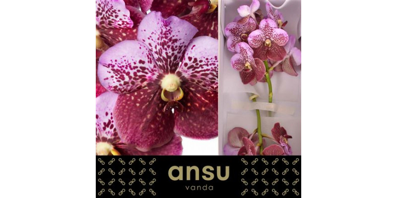 Orchid Vanda Divana Pink And Mahogany A1 Col-Bicolor