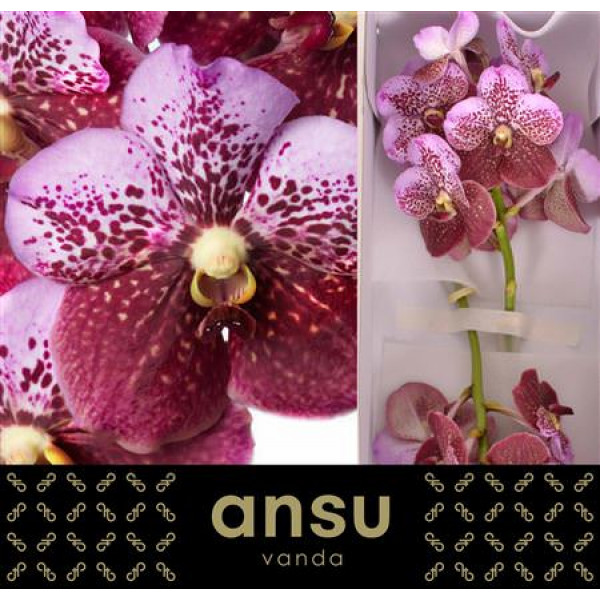 Orchid Vanda Divana Pink And Mahogany  A1