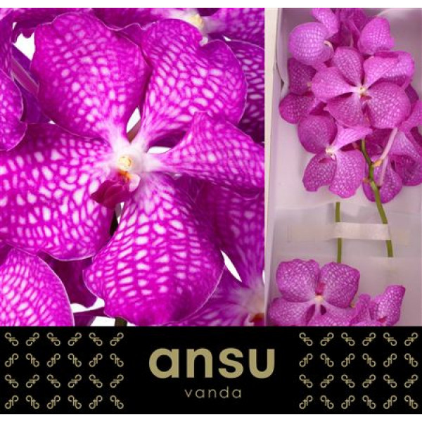 Orchid Vanda Magic Pink A1 Col-Pink