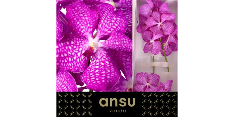 Orchid Vanda Magic Pink A1 Col-Pink