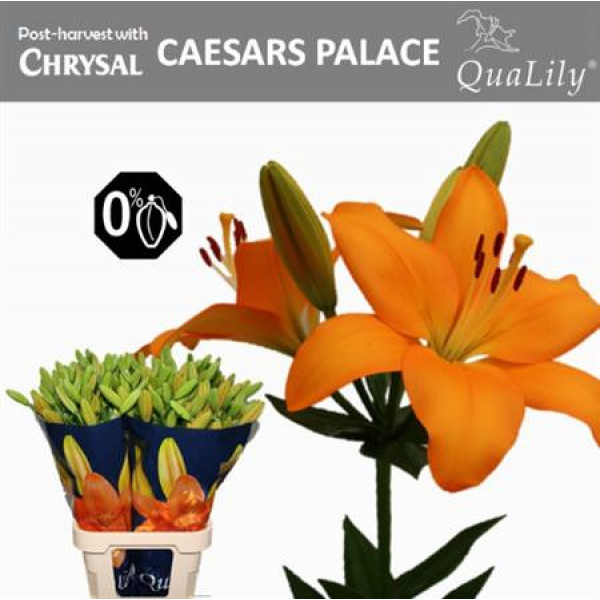 Li La Caesars Palace 5+ 50 In Fust 90cm A1 Col-Orange