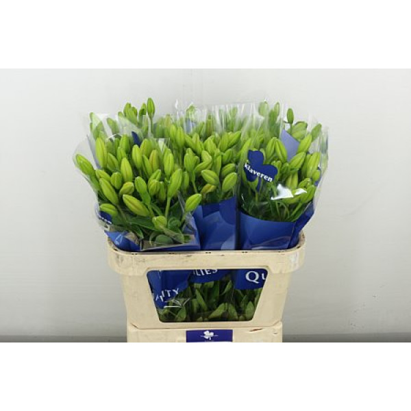 Lillys La Caesars Palace 80 cm A1