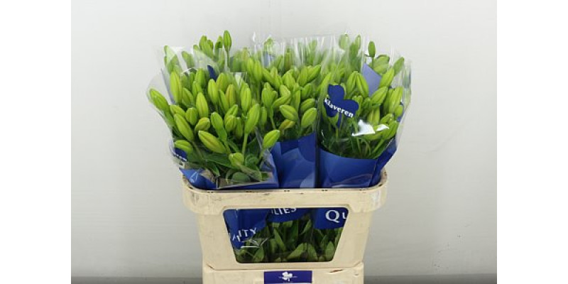 Lillys La Caesars Palace 80 cm A1