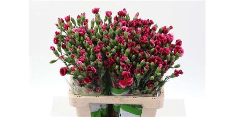 Dianthus Solomio Sem X20 65cm A1