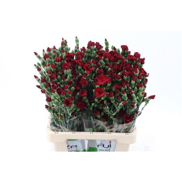 Dianthus Solomio Edo X20 65cm A1 Col-Red