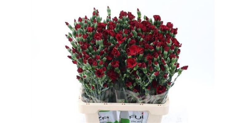 Dianthus Solomio Edo X20 65cm A1 Col-Red