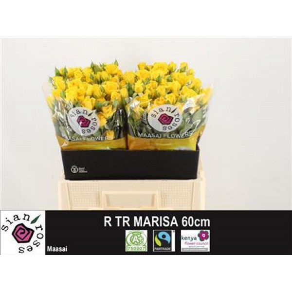 R Tr Marisa 60cm A1 Col-Yellow