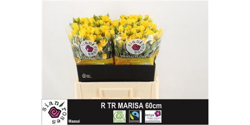 Rose Tr Marisa 60cm A1 Col-Yellow