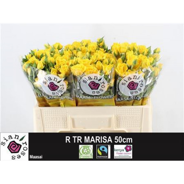 Rose Tr Marisa 50cm A1 Col-Yellow