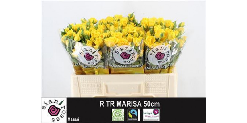 Rose Tr Marisa 50cm A1 Col-Yellow