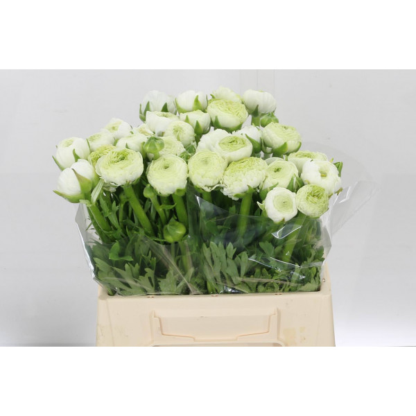 Ranunculus Aazur White 40cm A1