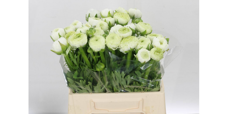 Ranunculus Aazur White 40cm A1