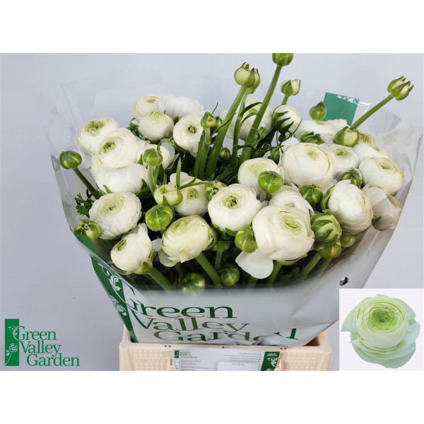 Ranunculus Aazur White 45 cm A1
