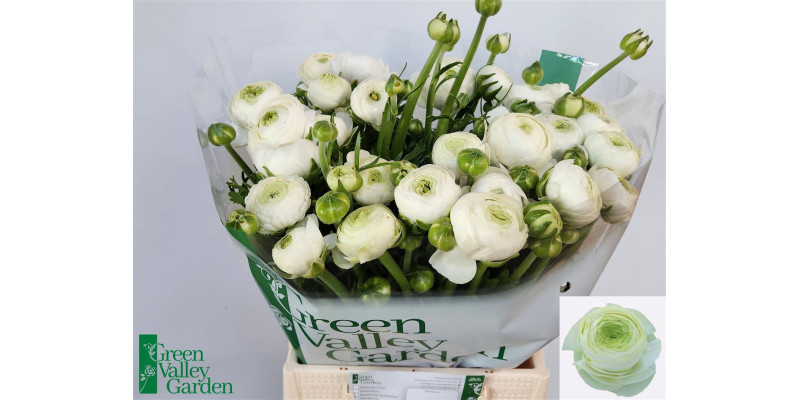 Ranunculus Aazur White 45 cm A1