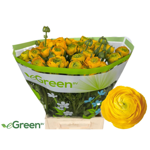 Ranunculus Aazur Yellow 50 cm A1
