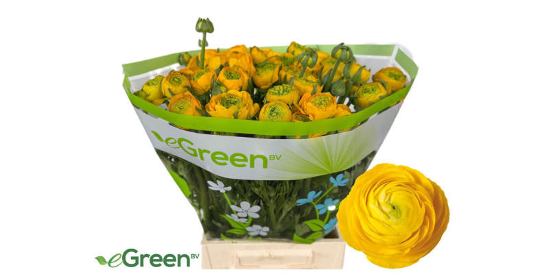 Ranunculus Aazur Yellow 50 cm A1