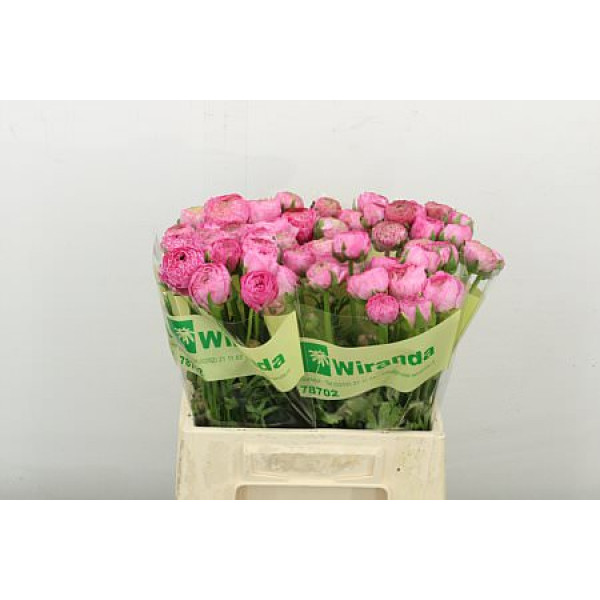 Ranunculus Aazur Pink Anemones/ Ranuncles A1