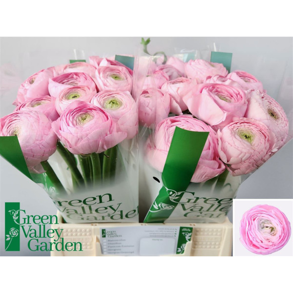 Ranunculus Aazur Pink 45 cm A1