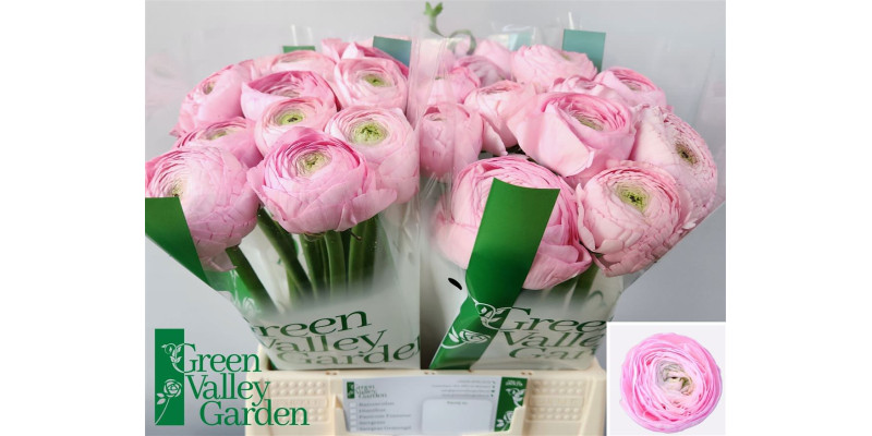 Ranunculus Aazur Pink 45 cm A1