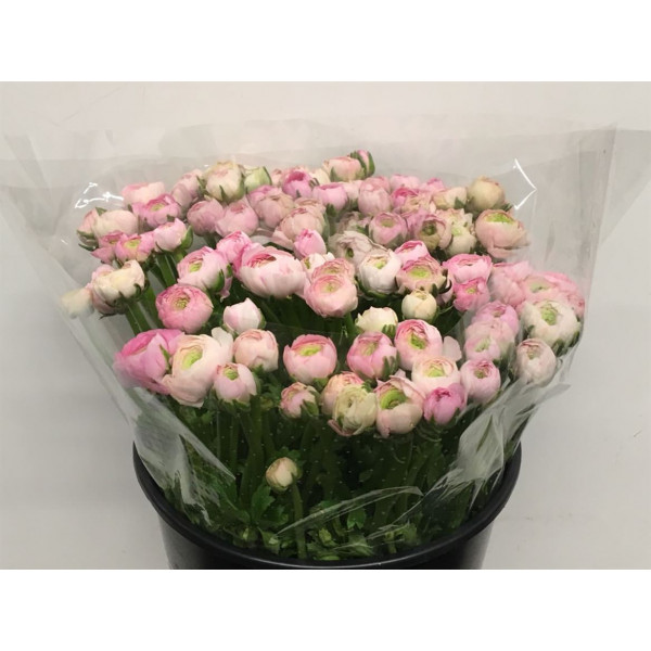 Ranunculus El Soft Pink Extra 40cm A1