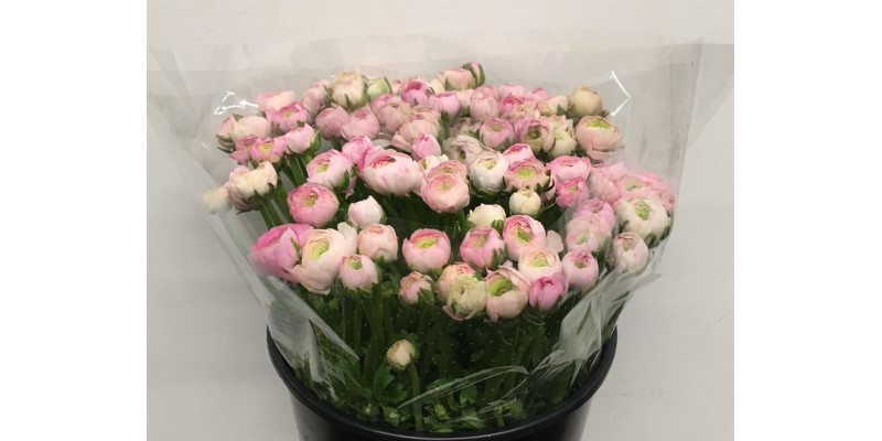 Ranunculus El Soft Pink Extra 40cm A1