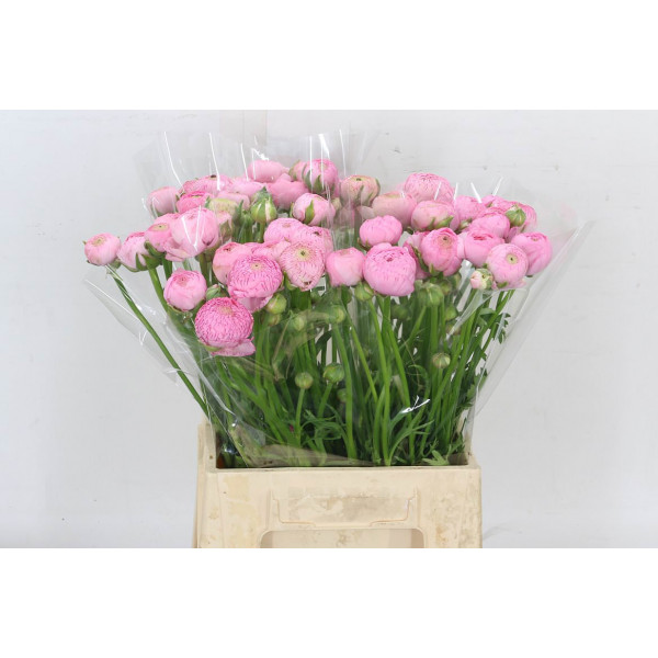 Ranunculus Aazur Lillys Pink 45cm A1