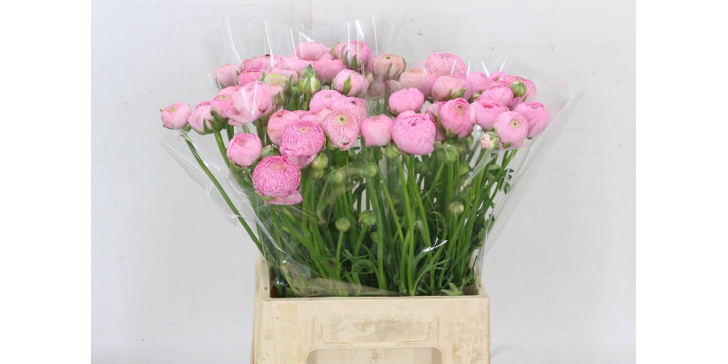 Ranunculus Aazur Lillys Pink 45cm A1