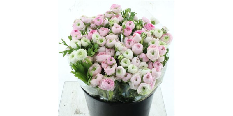 Ranunculus El Soft Pink 40 cm A1