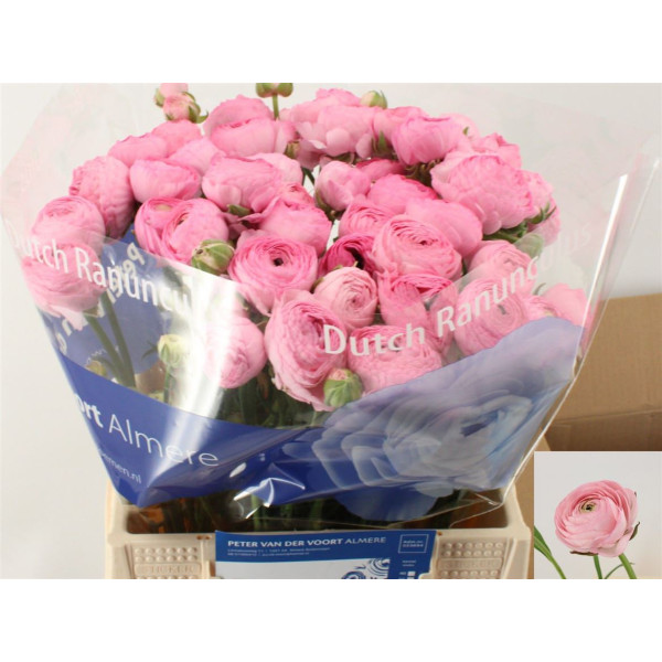 Ranunculus Aazur Lillys Pink 42 cm A1