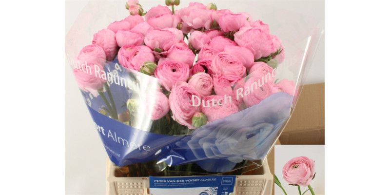 Ranunculus Aazur Lillys Pink 42 cm A1