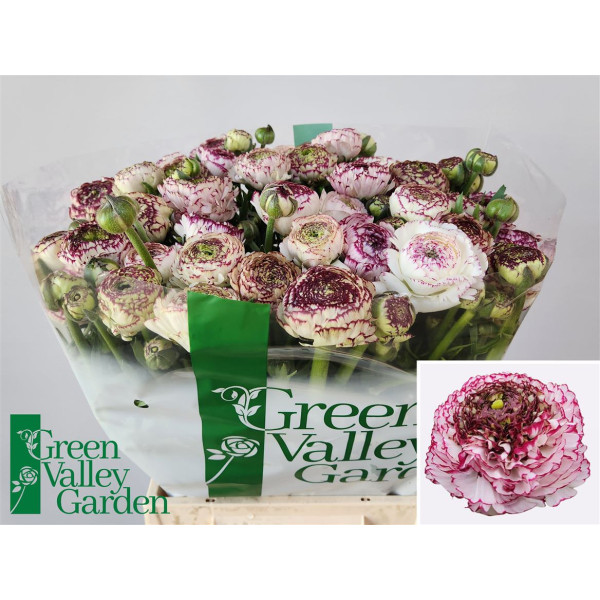 Ranunculus aazur white str 45 cm A1