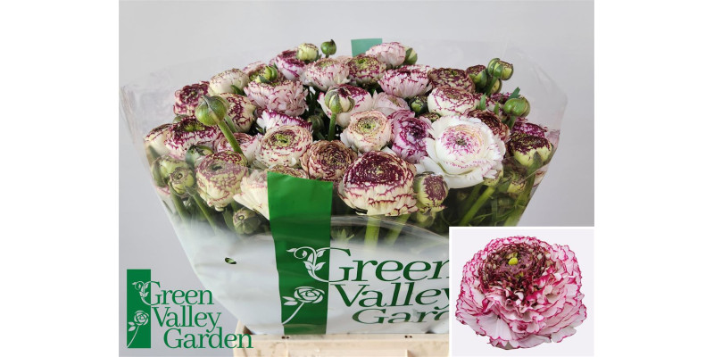 Ranunculus aazur white str 45 cm A1