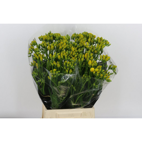 Freesias Du Boulevard 52 A1Yellow