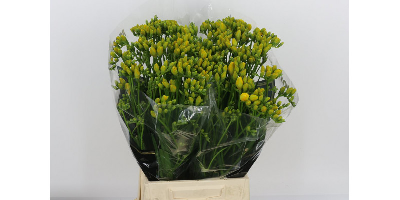 Freesias Du Boulevard 52 A1Yellow