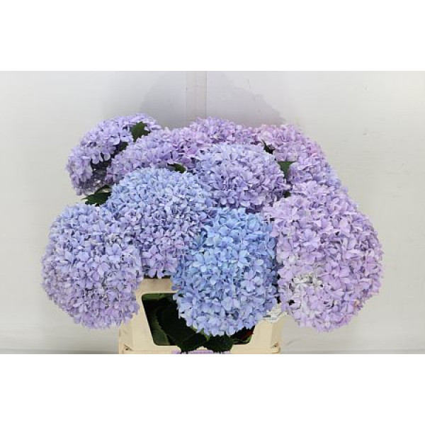 Hydrangea M Inspire 80cm 