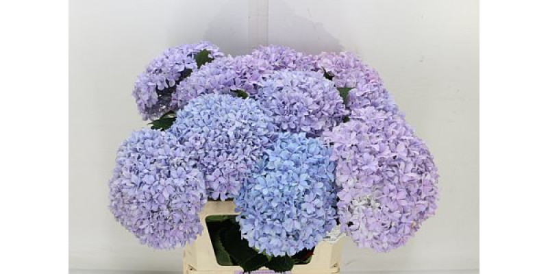 Hydrangea M Inspire 80cm 