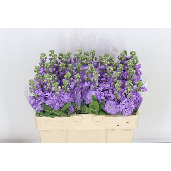 Matth Lavender 55cm A1 Col-Lavender