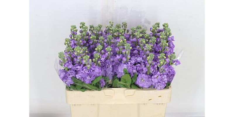 Matth Lavender 55cm A1 Col-Lavender