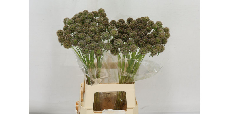 Scabiosa Stellata Zd 70 A1Brown