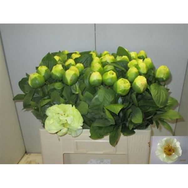 Peonies Lemon Chiffon 60cm A1