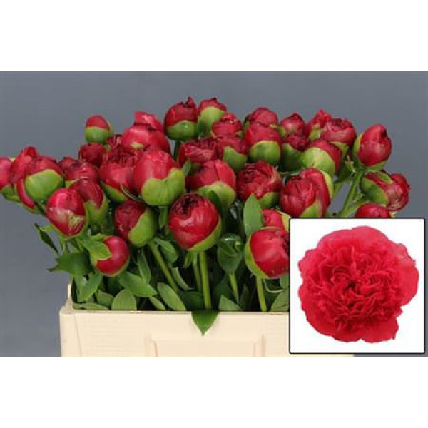Peonies Command Performance 55cm A1