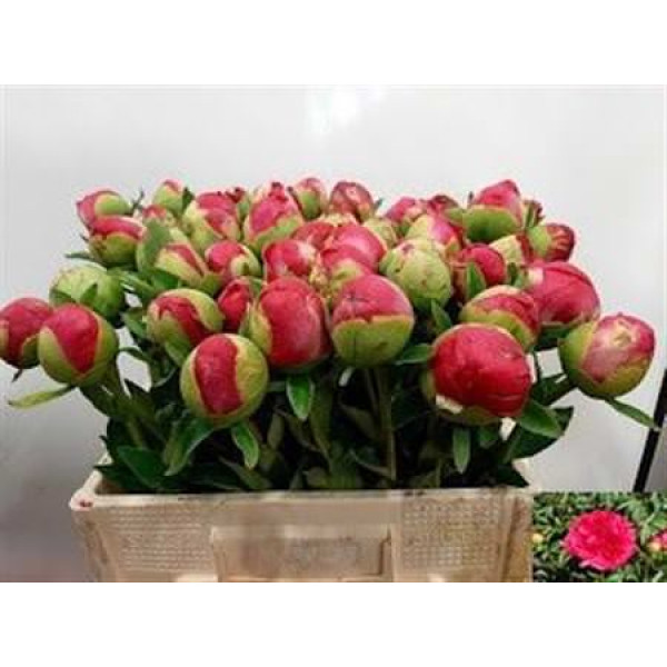 Peonies Com Performance 60 cm  A1