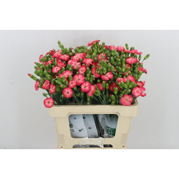 Dianthus Solomio Fen 60 A1Cerise