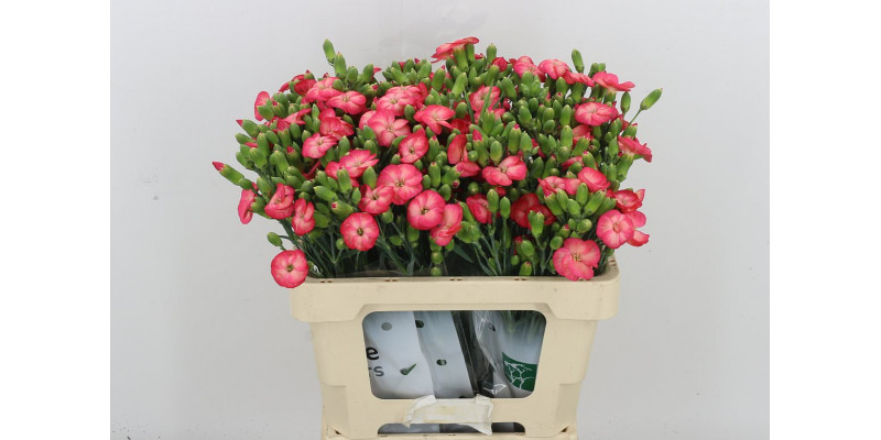 Dianthus Solomio Fen 60 A1Cerise