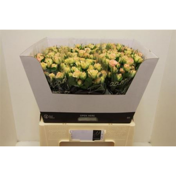 Rose Tr Lenne 60cm A1