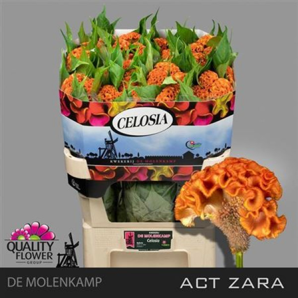 Celosia C Act Zara 75cm  Col-Orange