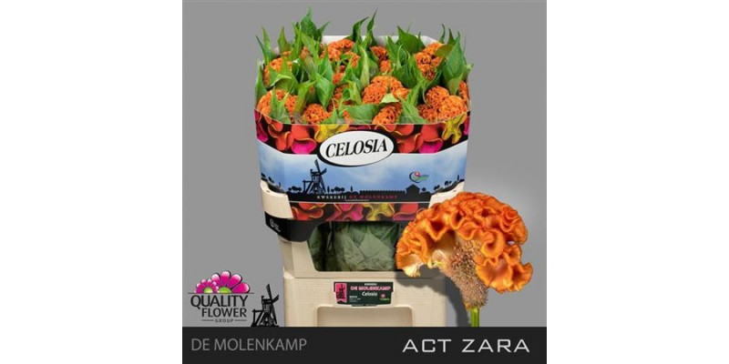 Celosia C Act Zara 75cm  Col-Orange